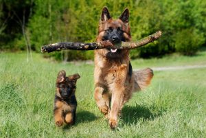 Giornata Nazionale per la Prevenzione Veterinaria
