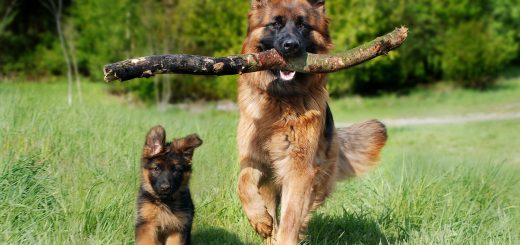 Giornata Nazionale per la Prevenzione Veterinaria